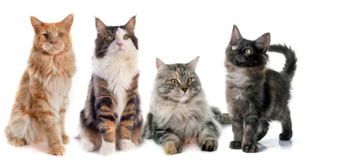 Listen and choose the correct picture. How many cats does Mary have? (ảnh 2)