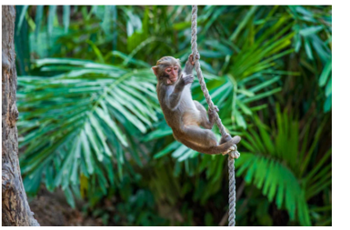 Listen and choose the correct picture. What’s the animal doing? (ảnh 3)