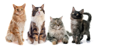 Listen and choose the correct picture. What pets does Tony have? How many? (ảnh 1)