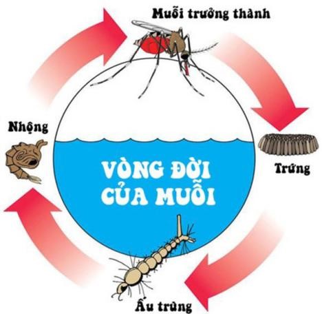 Cho sơ đồ vòng đời của muỗi:  Em hãy kể tên các giai đoạn sinh trưởng và phát triển của muỗi?  (ảnh 1)