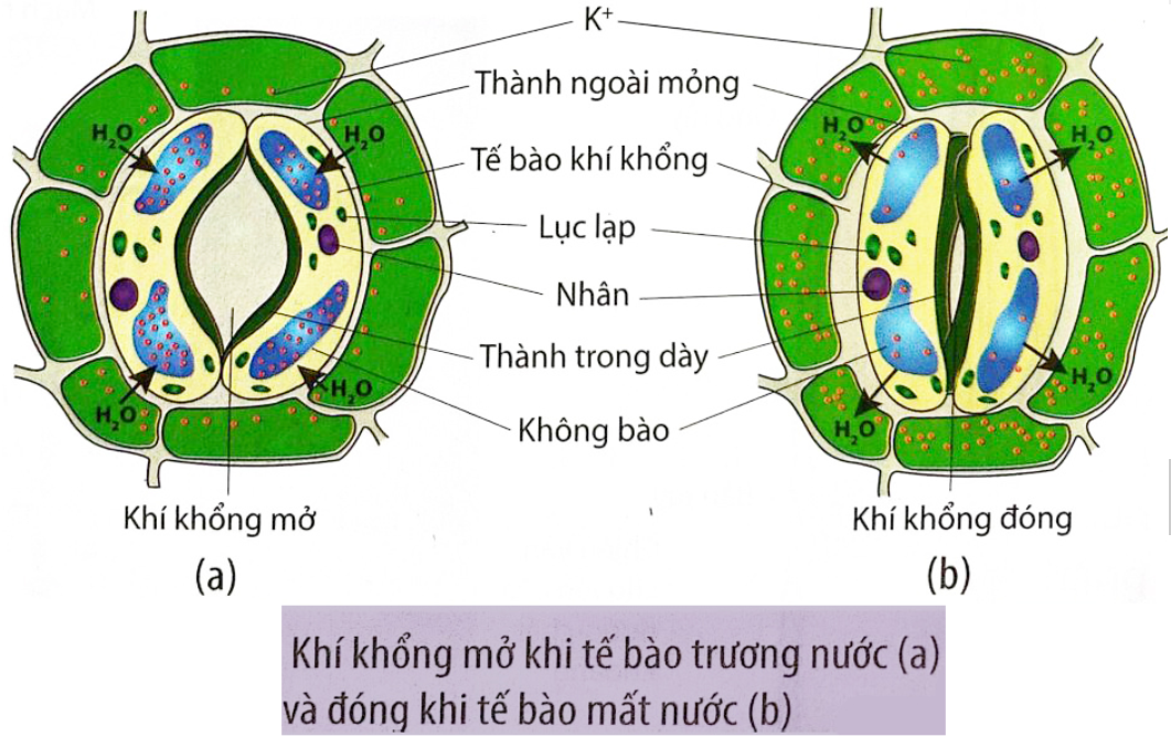 Dựa trên sơ đồ tóm tắt quá trình đóng mở của khí khổng, có bao nhiêu phát biểu sau đây đúng?   I. Khí khổng mở ra tạo điều kiện để CO2 từ môi trường khuếch tán vào lá, cung cấp nguyên liệu cho quá trình quang hợp. (ảnh 1)