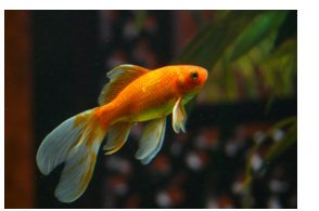 Listen and choose the correct picture. What pet does Mike have? (ảnh 3)