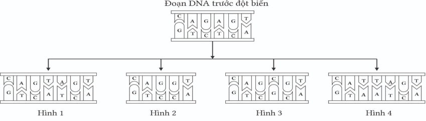 Cho một đoạn DNA trước đột biến và 4 đoạn DNA tạo ra sau đột biến gene, hình số mấy không thuộc đột biến điểm?
 (ảnh 1)