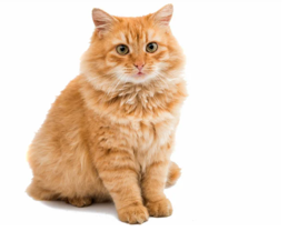 Listen and choose the correct picture. What pet does Mike have? (ảnh 1)
