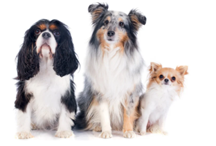 Listen and choose the correct picture. What pets does Tony have? How many? (ảnh 3)