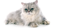 Listen and choose the correct picture. How many cats does Mary have? (ảnh 1)