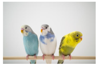 Listen and choose the correct picture. (ảnh 3)
