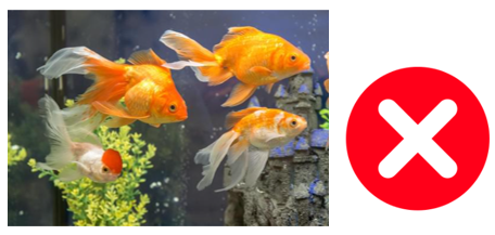 Listen and choose the correct answer. (ảnh 2)