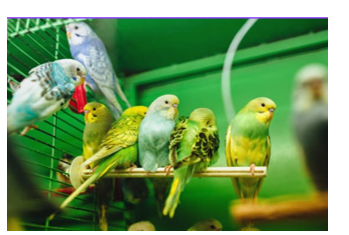 Listen and choose the correct picture. (ảnh 1)