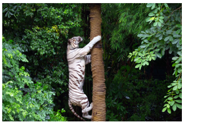 Listen and choose the correct picture. What’s the animal doing? (ảnh 1)
