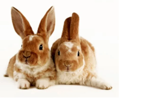 Listen and choose the correct picture. How many rabbits does Lucy have? (ảnh 1)