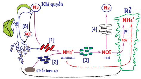 Sơ đồ tóm tắt nguồn nitrogen cung cấp cho cây:    Mỗi nhận định sau đây là Đúng hay Sai? (ảnh 1)