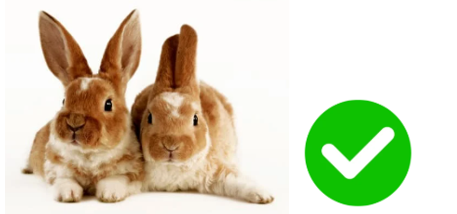 Listen and choose the correct answer. (ảnh 1)