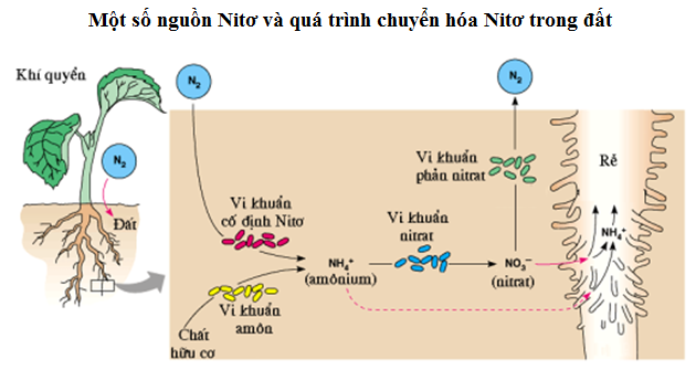 Cho hình bên dưới mô tả quá trình trao đổi nitrogen ở thực vật.     Em hãy cho biết mỗi nhận định sau đây là đúng hay sai? (ảnh 1)