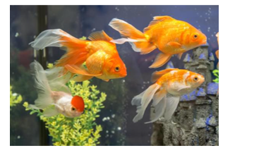 Listen and choose the correct picture. (ảnh 1)
