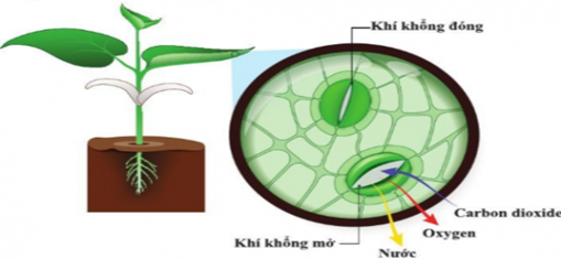 1. Dựa vào hình bên, em hãy cho biết những khí nào có thể di chuyển ra, vào qua khí khổng?  2. Quan sát hình em hãy cho biết chiều vận chuyển các chất trong mạch gỗ và mạch rây có gì khác nhau? (ảnh 1)