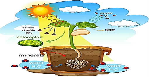 “Ở thực vật, lá hấp thụ khí CO2 từ không khí, rễ hấp thụ nước từ đất sau đó vận chuyển lên lá nhờ hệ thống mạch gỗ để quang hợp” là dấu hiệu của sự (ảnh 1)