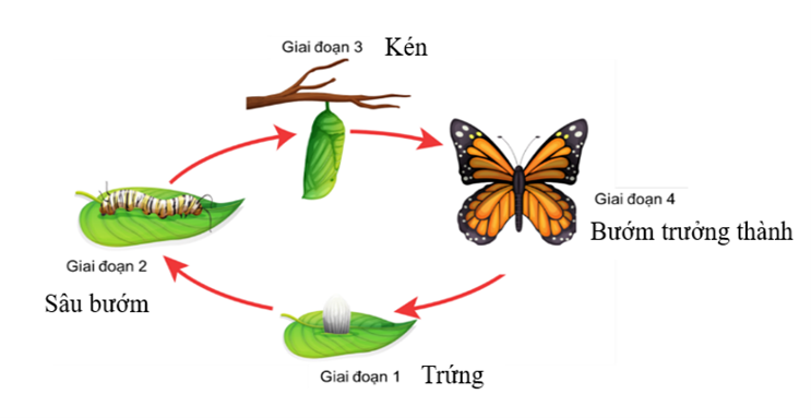 Hai bạn A và B tranh luận với nhau, bạn A cho rằng cần tiêu diệt hết các loài bướm vì chúng sinh ra sâu bướm phá hoại mùa màng, bạn B lại cho rằng không nên tiêu diệt bướm vì chúng có lợi cho mùa màng. (ảnh 1)