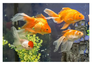 Listen and choose the correct picture. What pets does Anna have? How many? (ảnh 2)