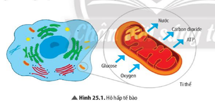 Quan sát hình 25.1 em hãy cho biết :  - Hô hấp tế bào diễn ra ở đâu?  - Hãy viết phương trình hô hấp tế bào dưới dạng chữ? (ảnh 1)