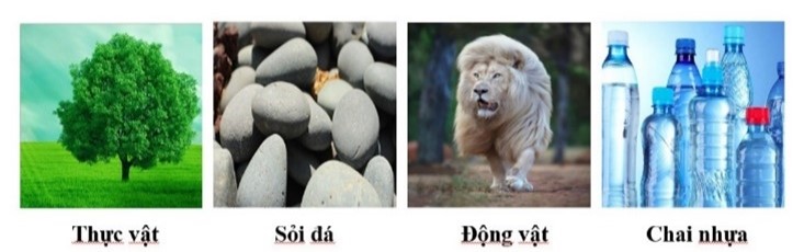 Quan sát hình 1 và cho biết vật nào có khả năng hô hấp? (ảnh 1)