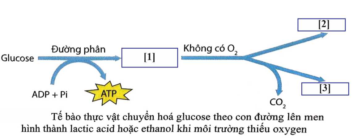 Trong hô hấp ở thực vật (hình các kiểu của hô hấp). Có bao nhiêu phát biểu sau đây đúng?   I. Đường phân: Gluose bị phân giải thành [1] = pyruvate. (ảnh 1)