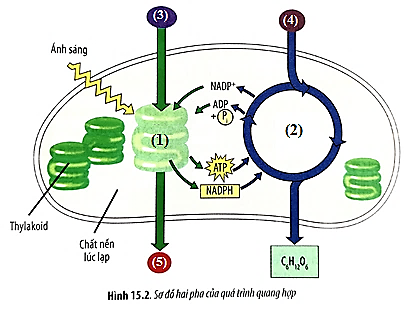 Quá trình quang hợp ở thực vật là quá trình oxy hóa khử gồm 2 pha và được thực hiện bởi bào quan lục lạp theo sơ đồ dưới đây. Nhận định sau đây là đúng hay sai? (ảnh 1)